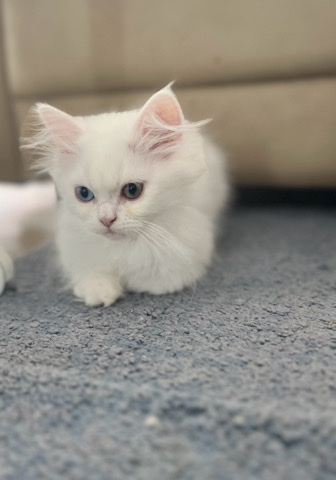 Bkh Katzen