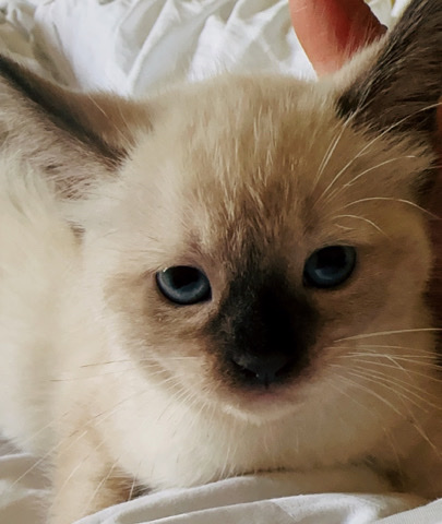Thai – Siamese kittens