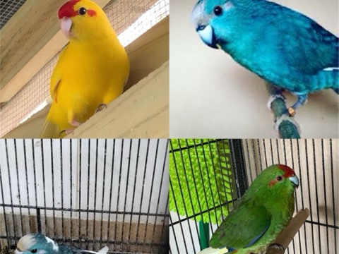 Parrot – Kakariki Parrot – Richmond