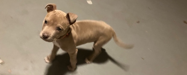 American Bulldog – pit bull female bully