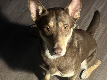 Beautiful Husky Mix looking for new home – Sandy Springs