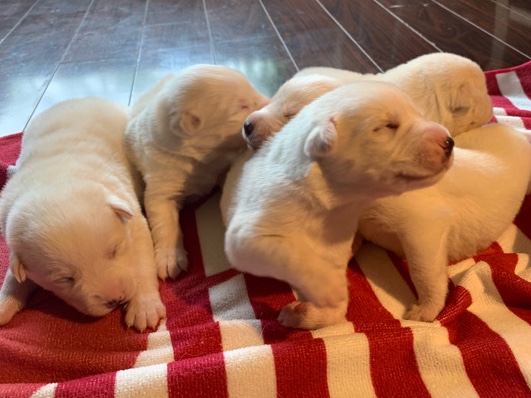 Golden Retriever – 6 puppies need a home (13 days old)