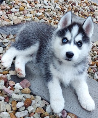 Siberian Husky - Gorgeous, playful, energetic, and healthy purebred Siberian Husky Puppies for sale available for adoption in Sydney