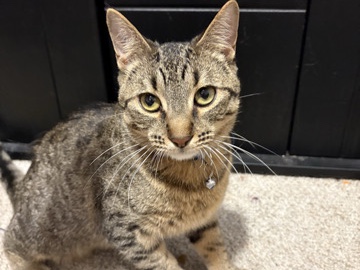 American Shorthair – A Sister and a Brother cat – Delavan