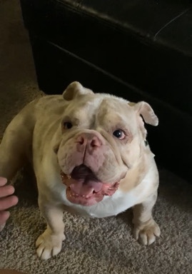 Olde English Bulldogge – Sweet girl and companion