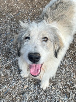 Ringa looking for a home