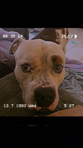 Bull and Terrier – looking to rehome my dog