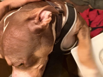 American Pit Bull Terrier – Bully – Saint Paul