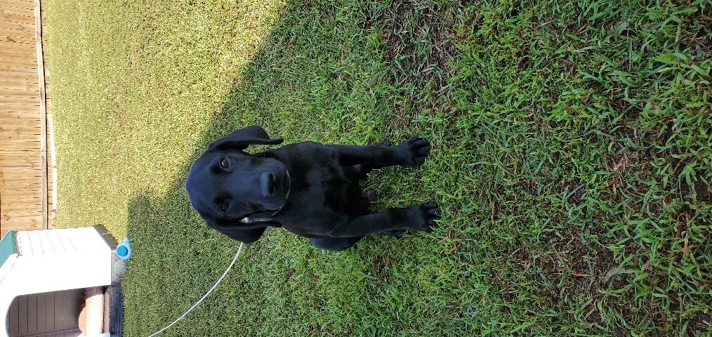 Labrador Retriever