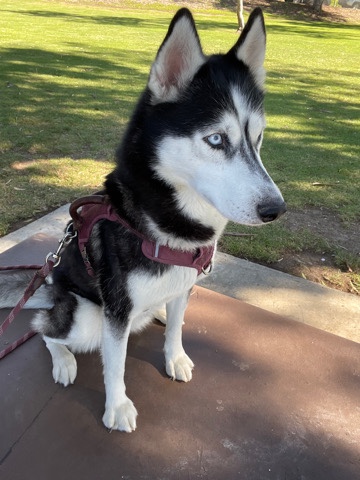 Siberian Husky – Husky needs a home