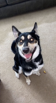 Enzo
