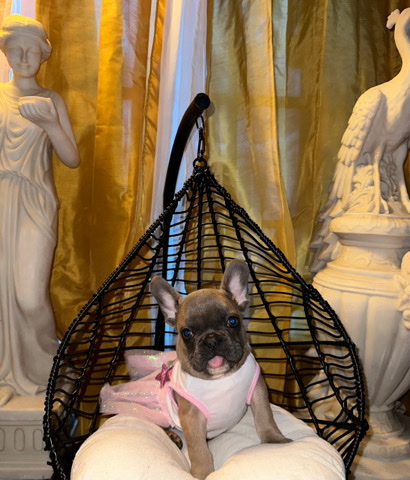 French Bulldog – French bulldog
