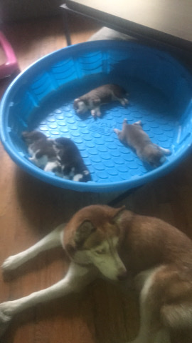 Siberian Husky – huskies for sell