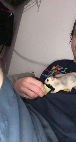Sugar gliders 2