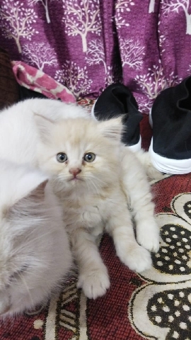 Havana Brown – Persian cat