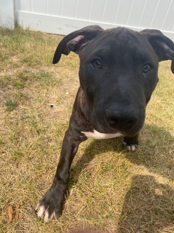 American Bulldog – American Bully XL Puppy