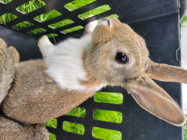 Dutch – Dutch rabbits