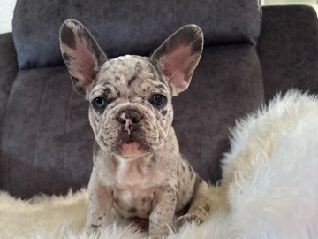 French Bulldog – MERLE FRENCH BULLDOGS – Hemet
