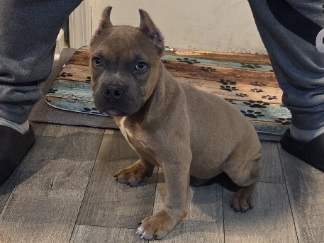American Bulldog – Pocket American Bully – Monroe Township