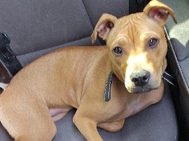 7 month pit mix