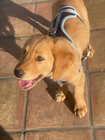 golden retriever