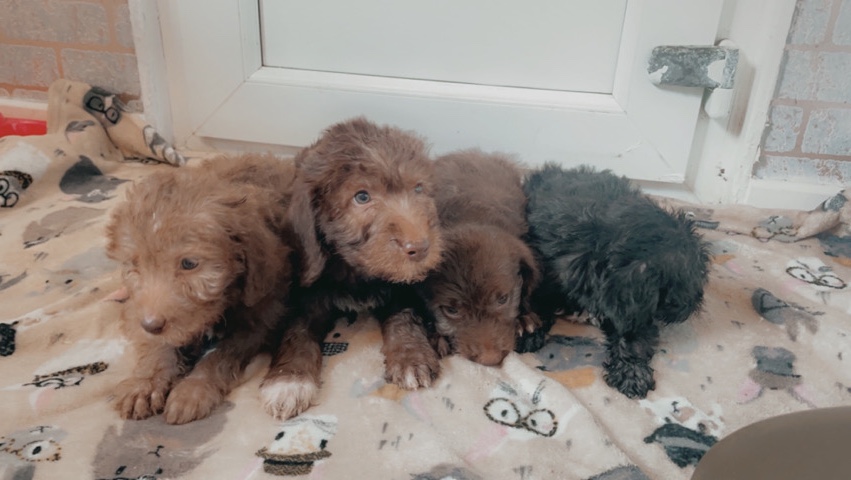 bedlington pups for sale 