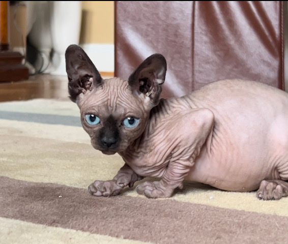 Sphynx – Sphynx