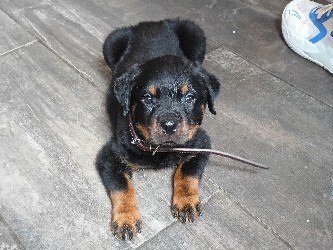 🐾 Purebred Rottweiler Puppies – Ready in One Week! 🐾