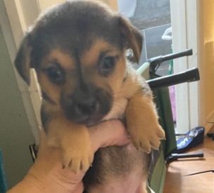 Chihuahua – 6 weeks old Chihuahua/Pomeranian Mix Puppies