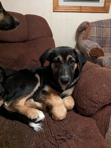 Mixed breed puppies