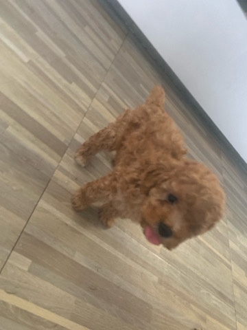 Poodle – mini toy poodles