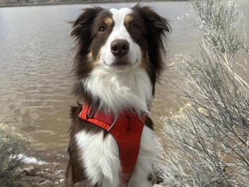 Miniature Australian Shepherd – Mini Australian shepered