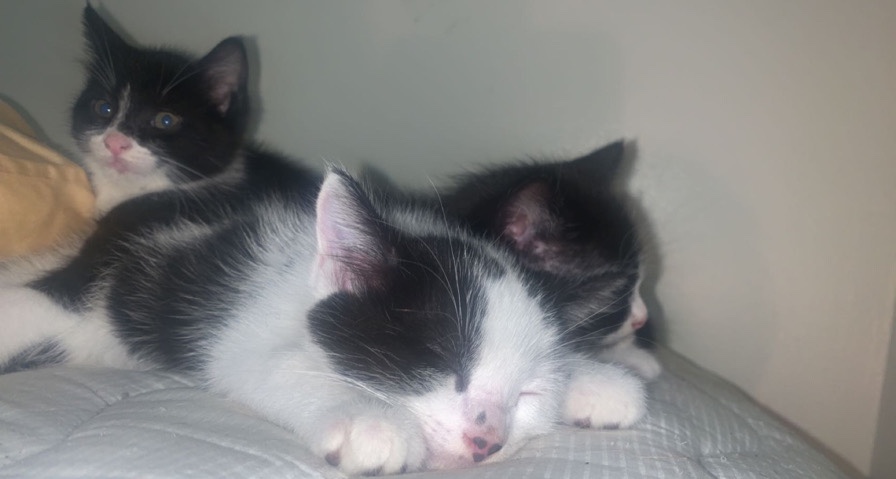 kitten