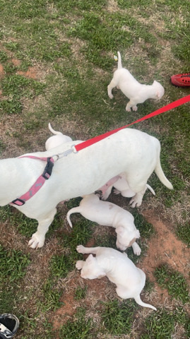 Dogo Argentino – dogo Argentino white puppies