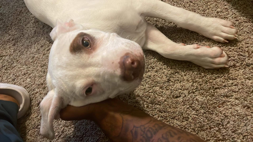 American Pit Bull Terrier – American red nose pitbull terrier