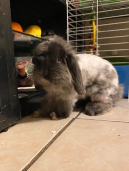 Selling a playful Rabbit with supplies!