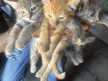 3 Kittens – Atwater