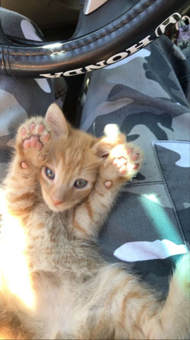 Buy American Bobtail kitten for sale in your area