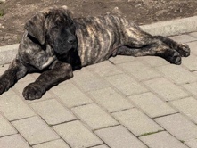 Perro de Presa Canario – kanan – Rochester