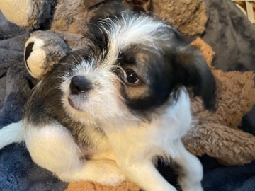 Mixed Breed - pup for sale available for adoption in Brockton