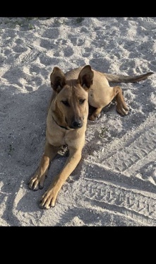 Belgian Shepherd Dog (Malinois) – Belgian Malinois