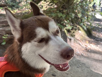 Siberian Husky – looking to rehome a husky – Seattle