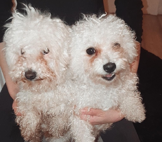 bichon maltese