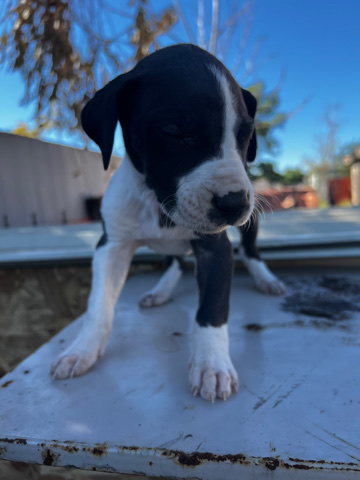 Great Dane – Great Dane puppies