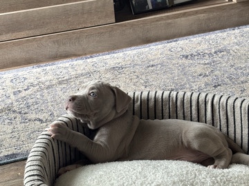 American Bulldog – Saint Louis/ micro bully – St. Louis