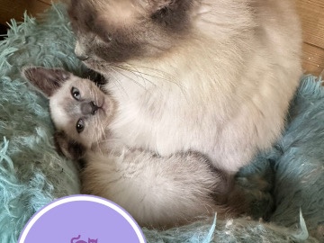 ragdoll girl for sale 