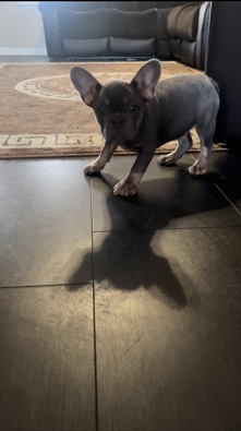 French Bulldog – lilac and tan female