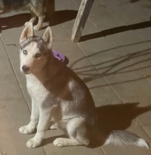 Siberian Husky – AKC Husky