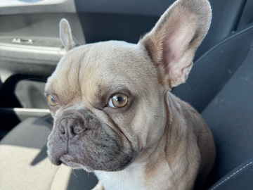 French Bulldog - Rehoming Male French Bulldog  available for adoption in San Diego