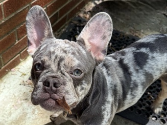 French Bulldog – Merle frenchie – Crystal River